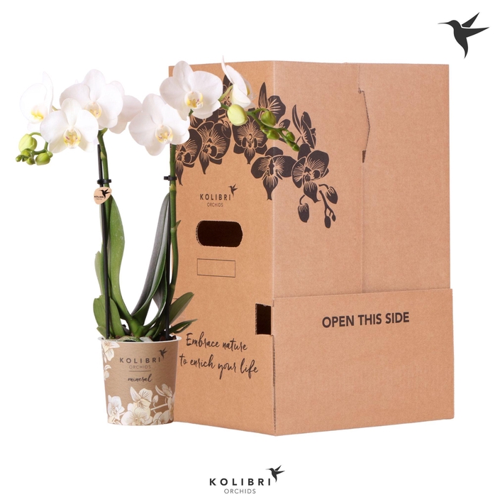 <h4>Kolibri Orchids Phalaenopsis White 2 spike no sleeve</h4>