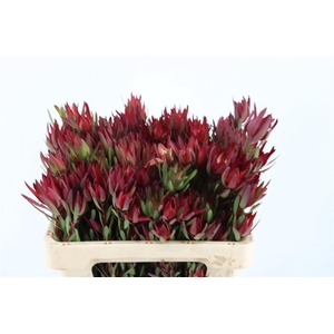 Leucad Salignum Blush Spray