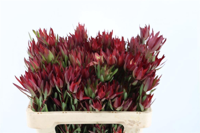 <h4>Leucad Salignum Blush Spray</h4>