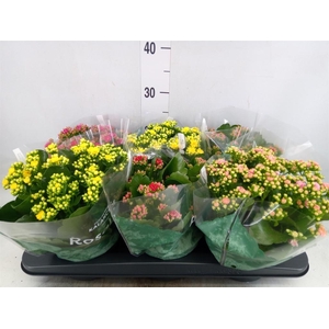 Kalanchoe blos. 'Rosalina'  ..mix 4