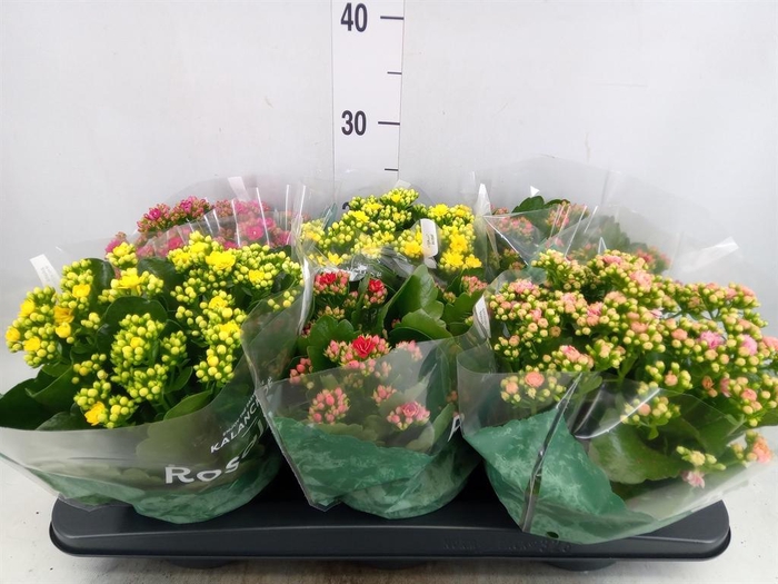 <h4>Kalanchoe blos. 'Rosalina'  ..mix 4</h4>
