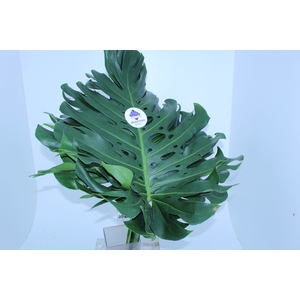FOLH MONSTERA DELIC. 050 CM