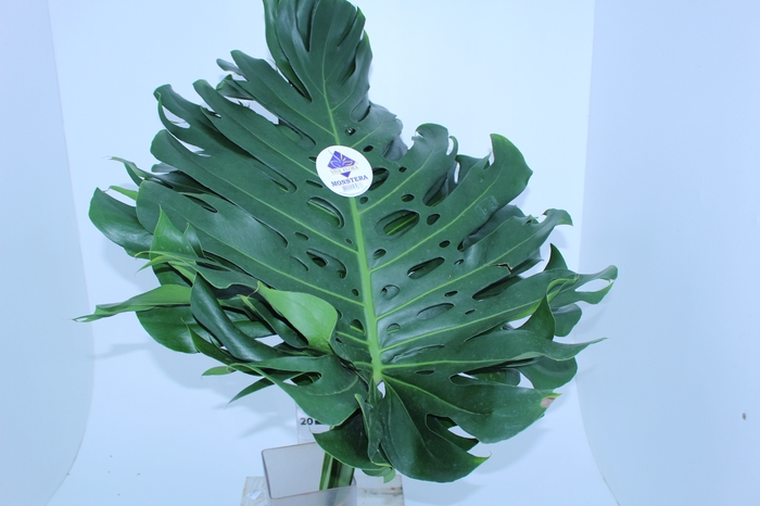 FOLH MONSTERA DELIC. 050 CM