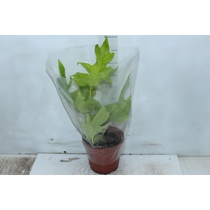 PHILODENDRON SELLOUM GOLD P17