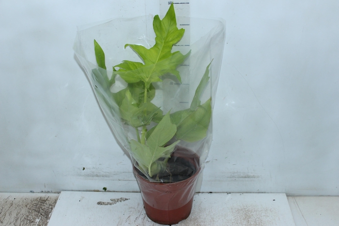 <h4>PHILODENDRON SELLOUM GOLD P17</h4>