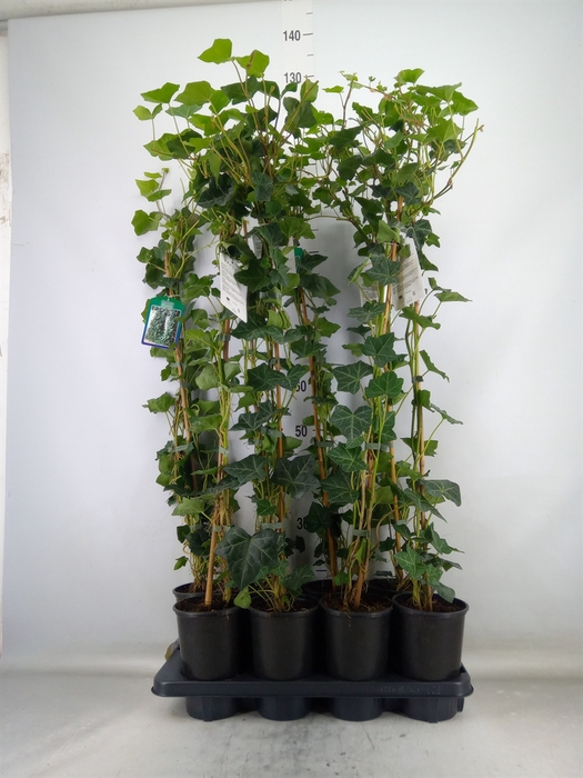<h4>Hedera hibernica</h4>