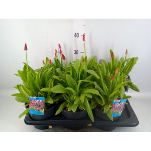 Primula vialii
