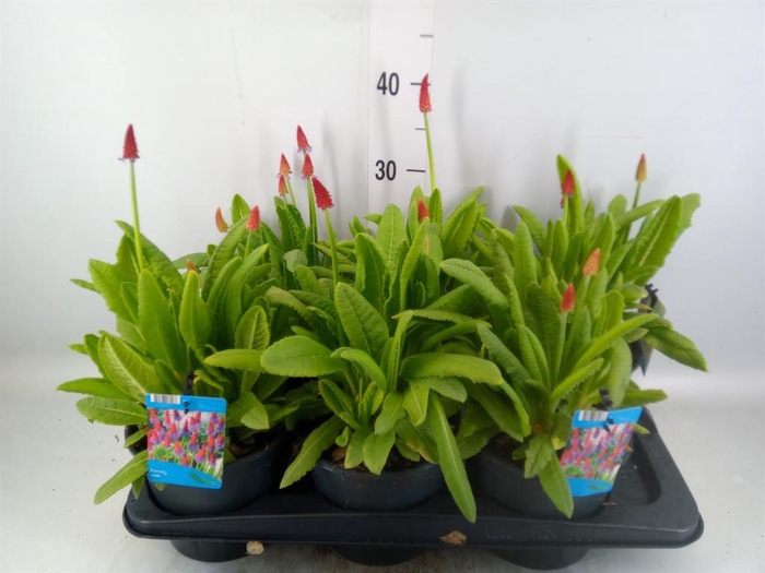 <h4>Primula vialii</h4>