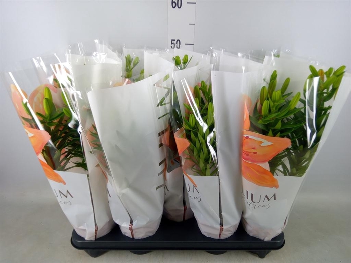 <h4>Lilium asia.   ...mix</h4>