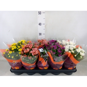 Chrysanthemum   ..rosebud mix