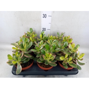 Crassula ovata 'Sunset Magic'