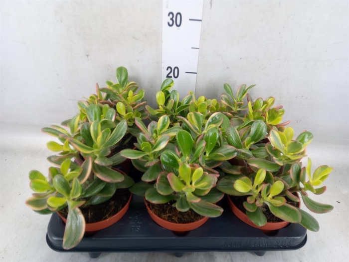 <h4>Crassula ovata 'Sunset Magic'</h4>