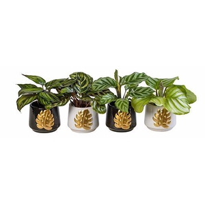 CALATHEA HYBRIDA p6 L 66157