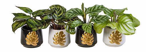 <h4>CALATHEA HYBRIDA p6 L 66157</h4>