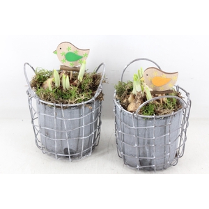 arr4 Narcis JS - Metaal cement pot