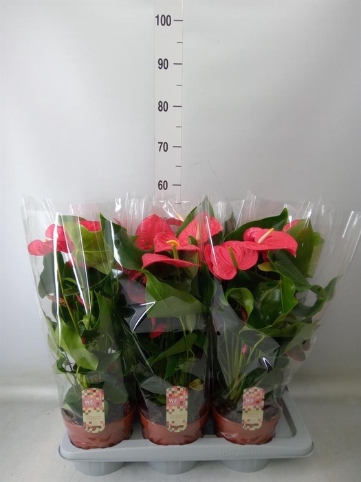 <h4>Anthurium andr. 'California'</h4>