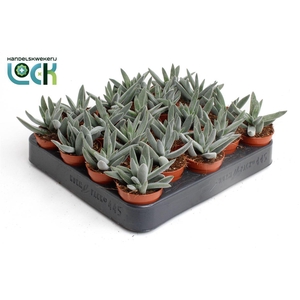 Crassula overig