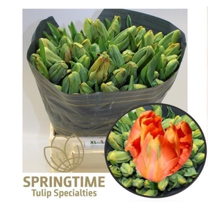 TU PA AVIGNON PARROT