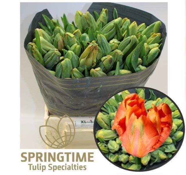 <h4>TU PA AVIGNON PARROT</h4>