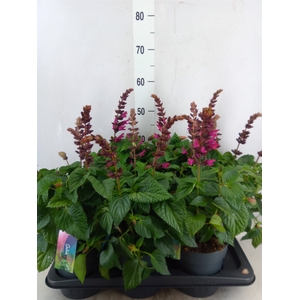 Salvia  'Salgoon Lake Flamingo'