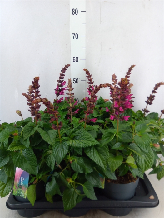 <h4>Salvia  'Salgoon Lake Flamingo'</h4>