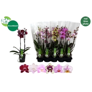 PHAL GEM 6 KL
