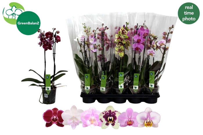 <h4>PHAL GEM 6 KL</h4>