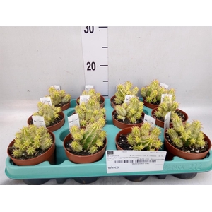 Euphorbia   ...