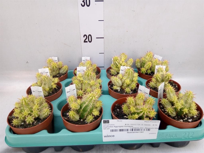 <h4>Euphorbia   ...</h4>