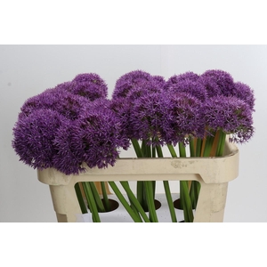 Allium Pinball Wizard