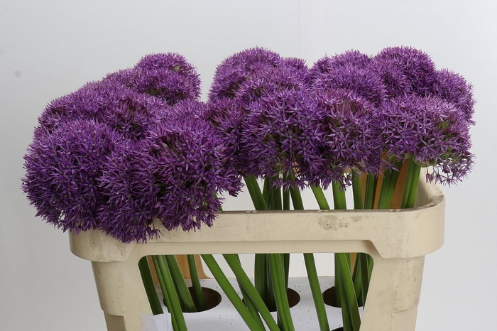 <h4>Allium Pinball Wizard</h4>