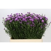 Aster Casarosa