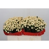 Hypericum Cool Romance