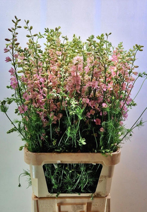 <h4>CONS R Q LIGHT PINK</h4>