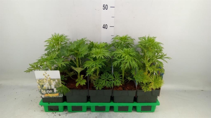 <h4>Aconitum   ...</h4>