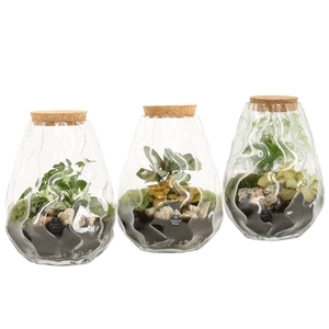 90682: Terrarium arrangement