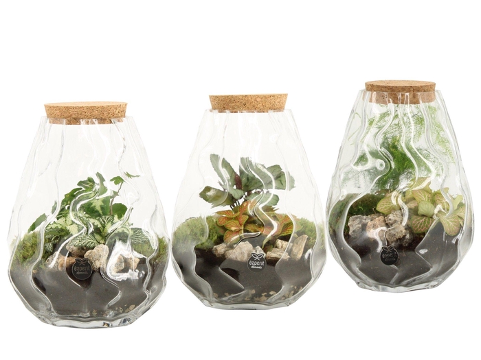 <h4>90682: Terrarium arrangement</h4>