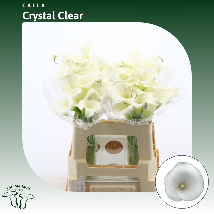 <h4>Calla Crystal Clear</h4>