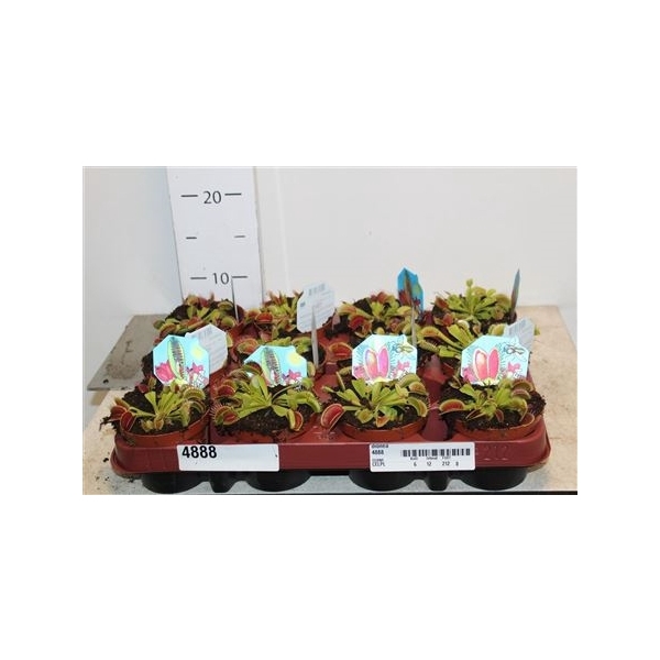 <h4>Dionaea Muscipula</h4>