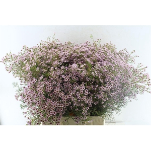 Chamelaucium Jupiter Sol