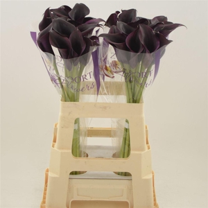 Calla Odessa | Dubbelbloemig