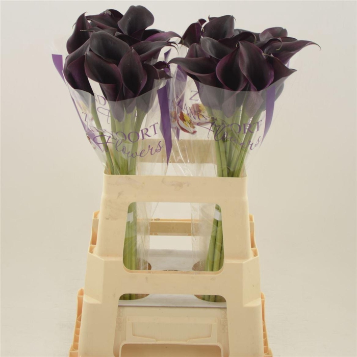 <h4>Calla Odessa | Dubbelbloemig</h4>