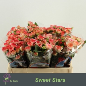 R tr Sweet Stars