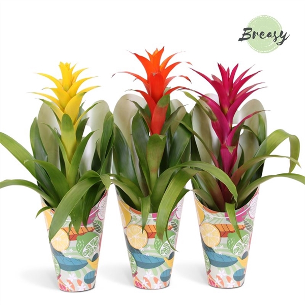 <h4>Guzmania - 12cm in Happy Gift | Mimesis</h4>