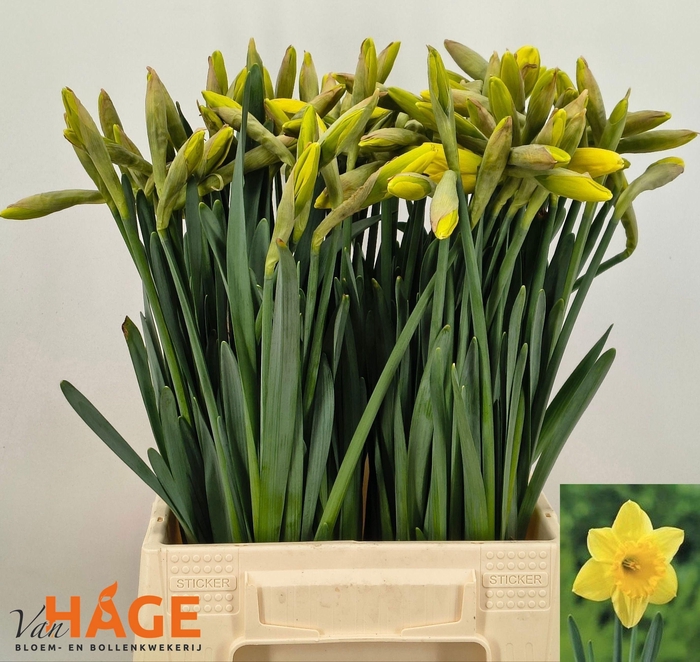 <h4>NARC G CARLTON</h4>