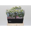 Oxypetalum Tweedia Blue