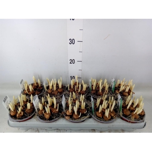 Crocus vernus 'Jeanne d'Arc'