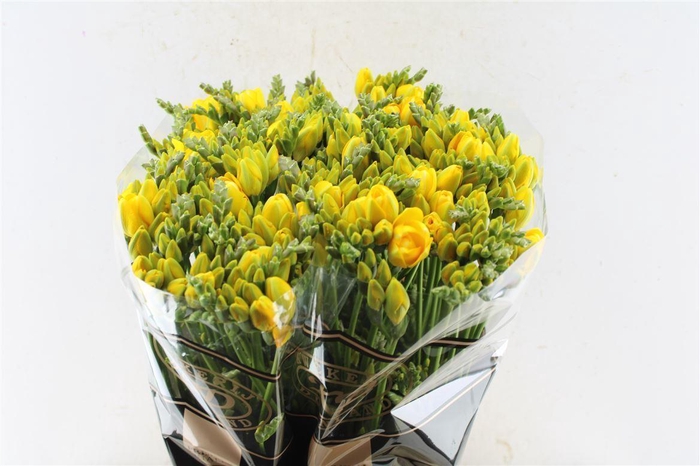 <h4>Fr Du Boulevard Yellow</h4>