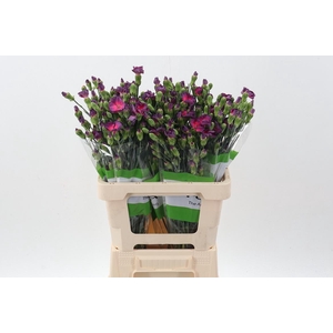 Di Solomio Firefly x20