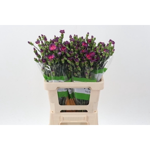 Di Solomio Fire Fly It